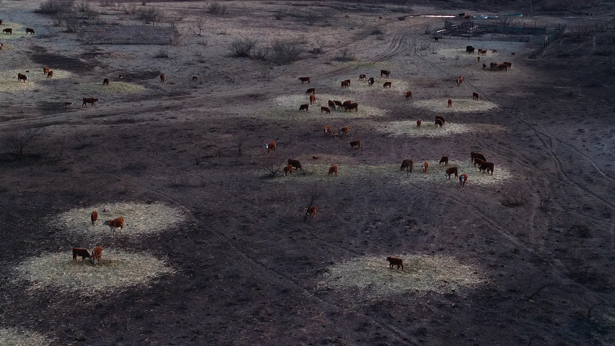 An aerial view of cattle grazing on incinerated grasslands