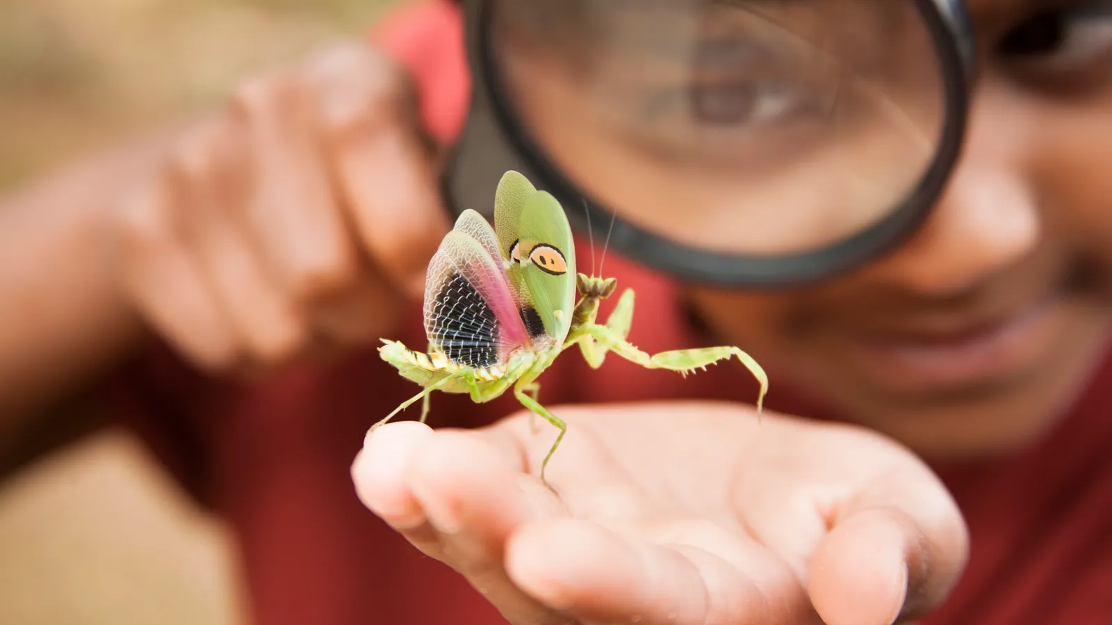 How creepy crawlies can unlock science curiosity for young learners