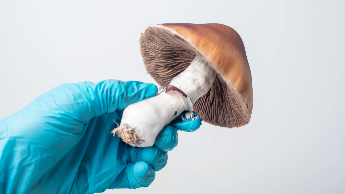 magic mushroom