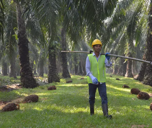 Calyxt partners to develop soy-based alternative to palm oil | Food Dive