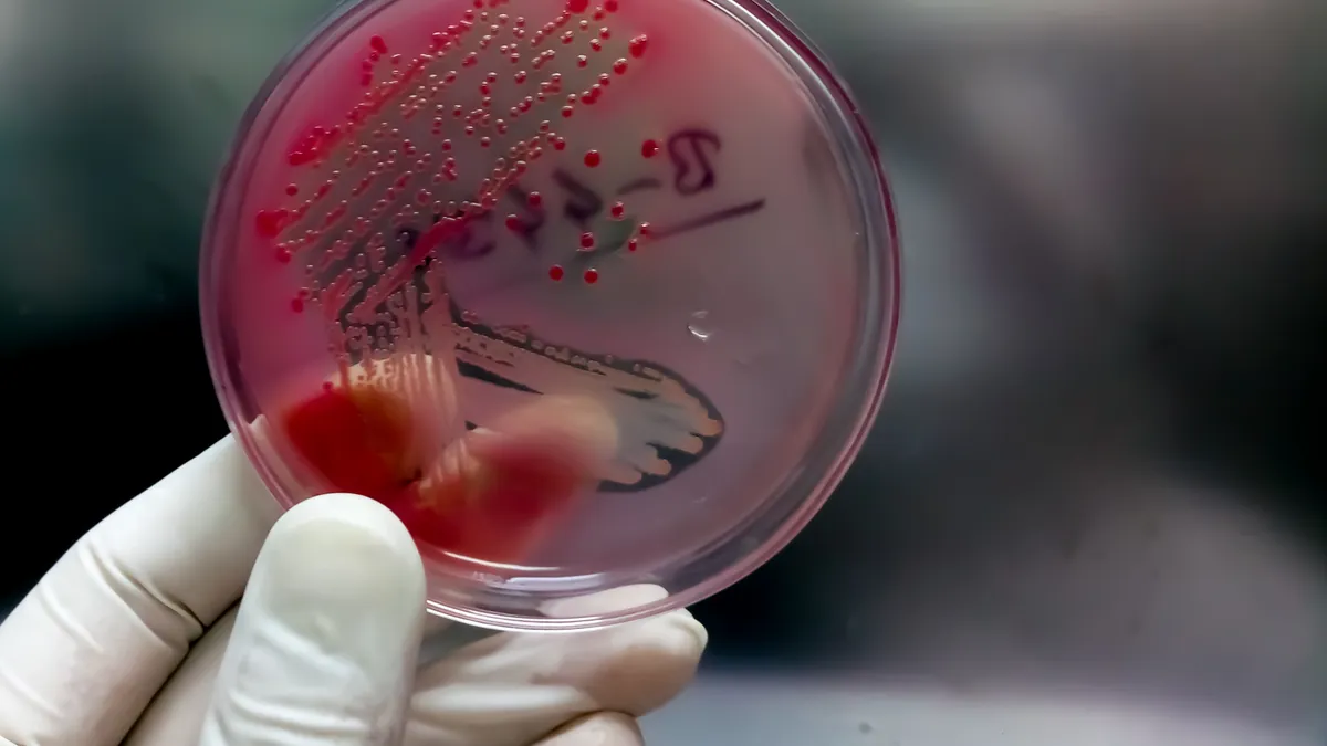 Colonies of bacteria in MacConkey agar