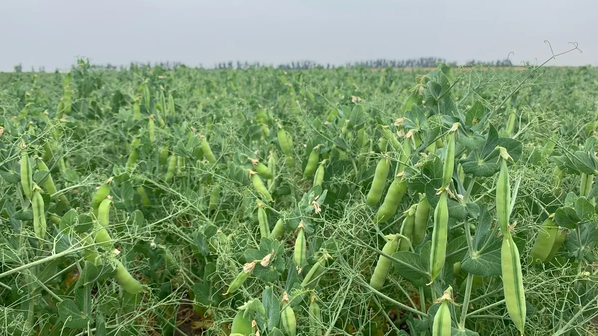 Improved yellow peas grown through Equinom's breeding program.