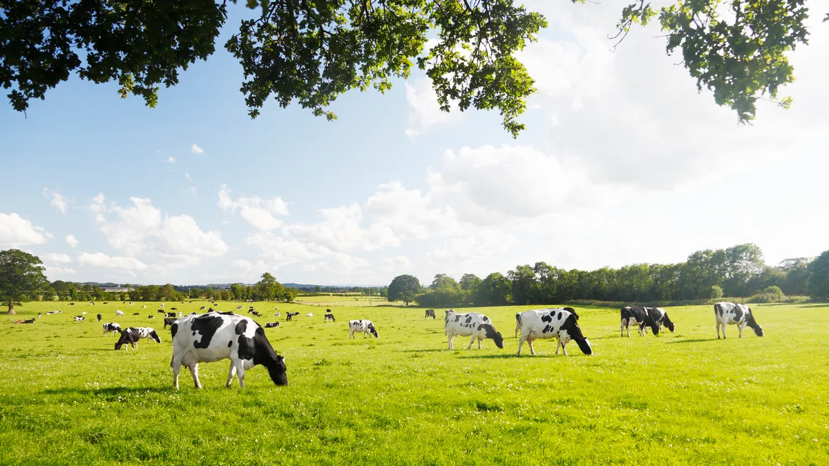 dairy cow cattle