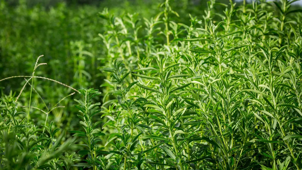 stevia