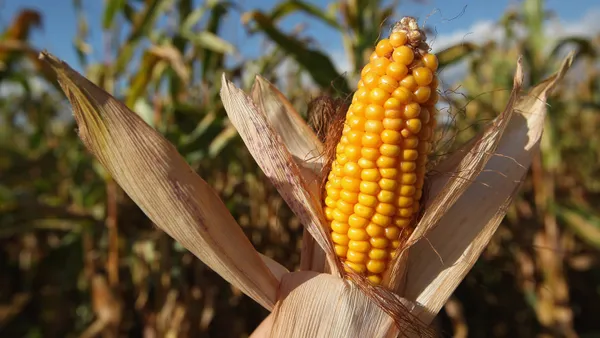 A corn harvest is underway.