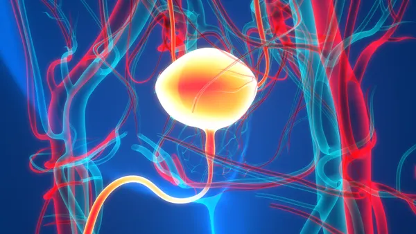 A stylized illustration of the human urinary system with the bladder highlighted.