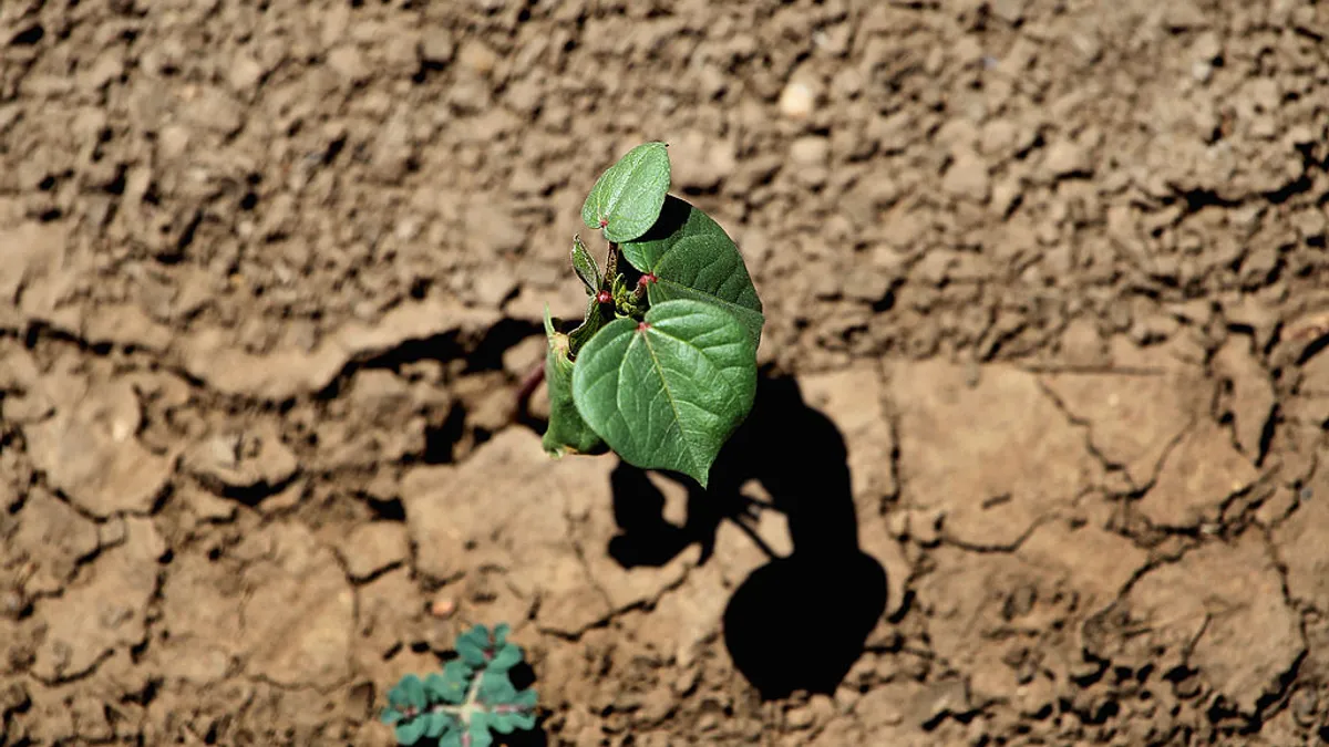 A cotton plant emerges from dry, cracked earth