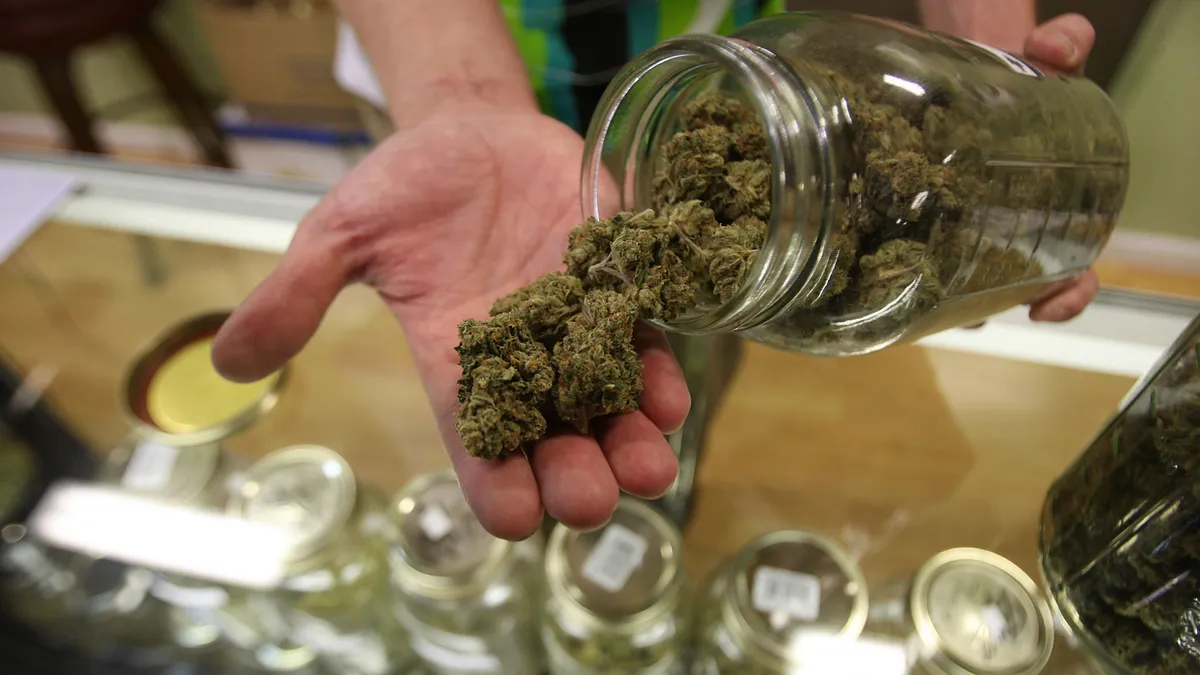 Hand holding cannabis flower from a glass jar