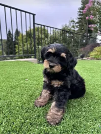 Intuit’s Sandeep Aujla puppy