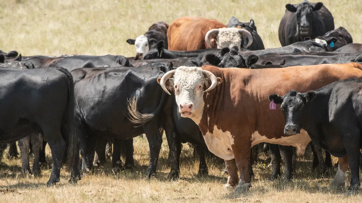 Cattle near Stoneville, South Dakota