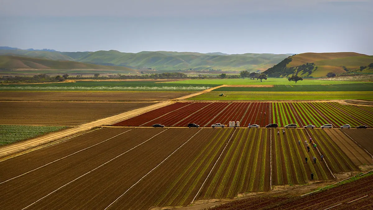 Latino farm workers tend rows of red and green lettuce in California.