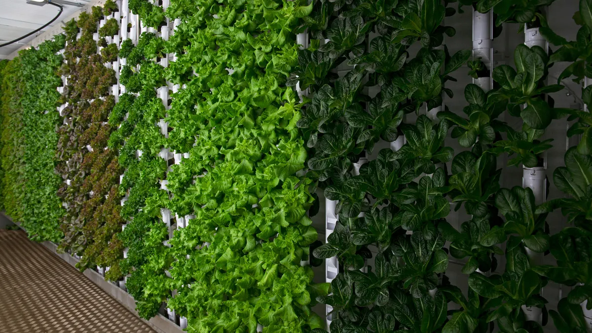 Lettuce in Natural Grocers' GardenBox