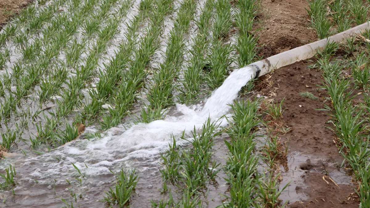 Water rushing out of a pipeline and onto a wheat field.