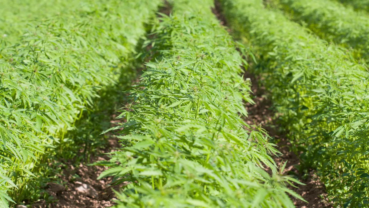 Rows of industrial hemp growing in a farm field.