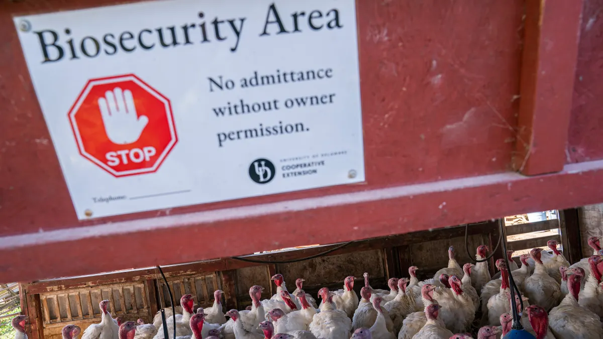 A sign says "Biosecurity Area" above a herd of poultry