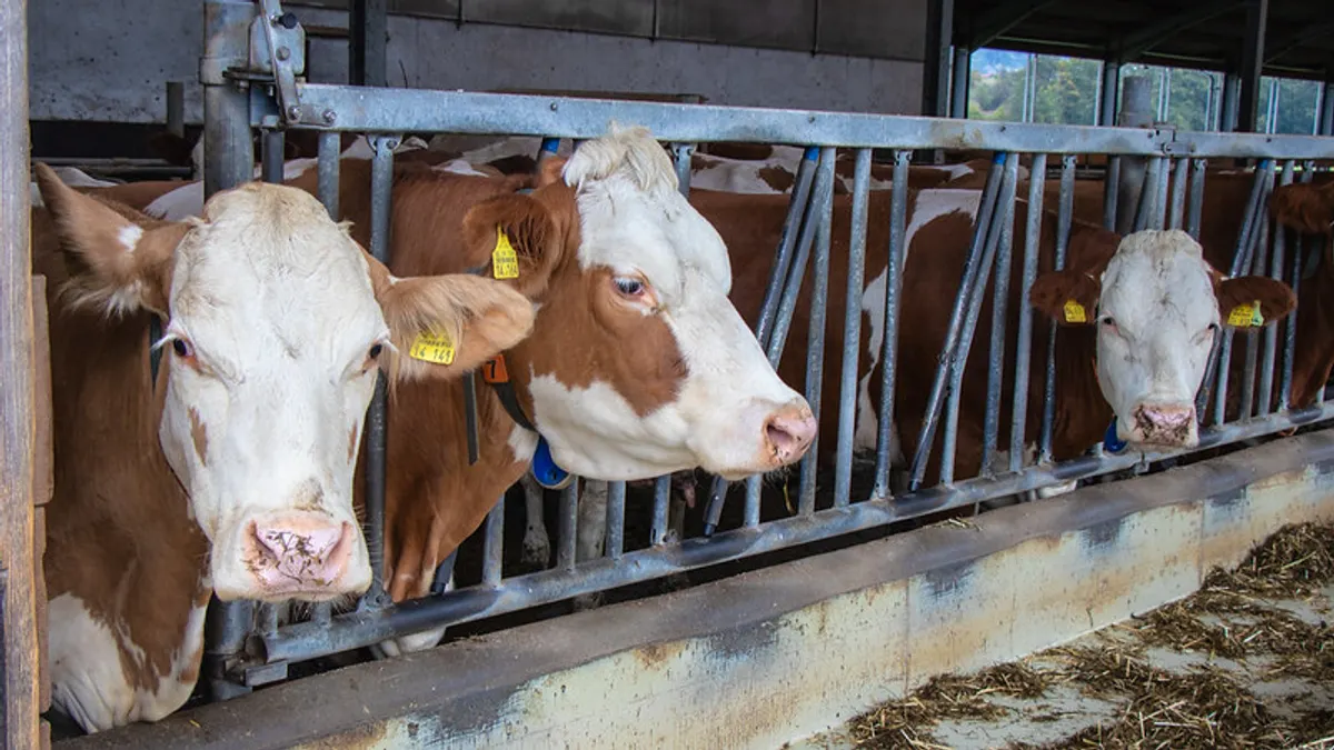 Cows on a farm