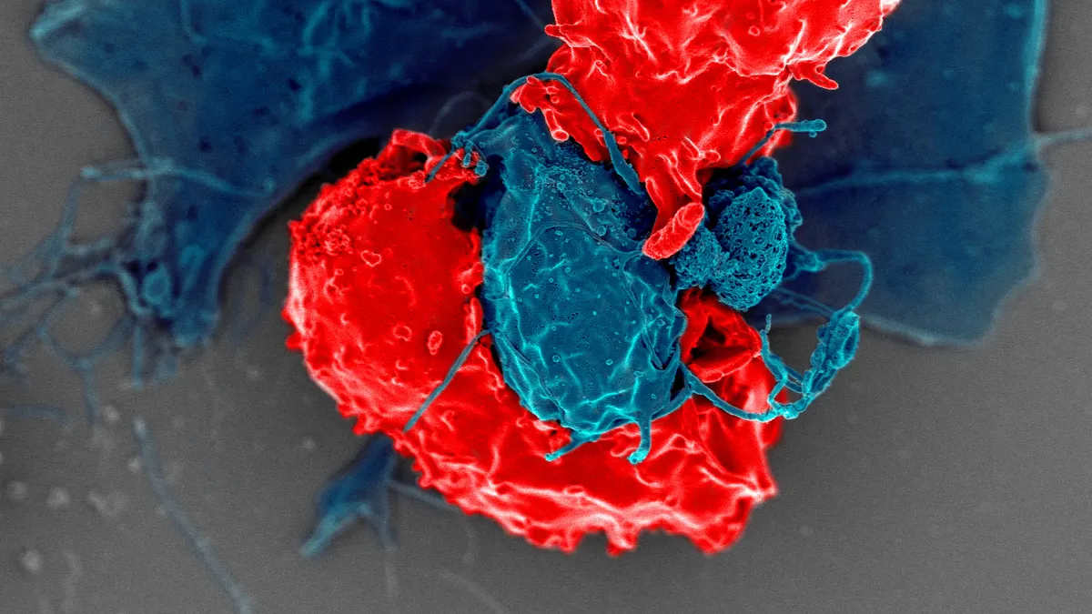 Electron microscope image of T regulatory cells interacting with antigen-presenting cells