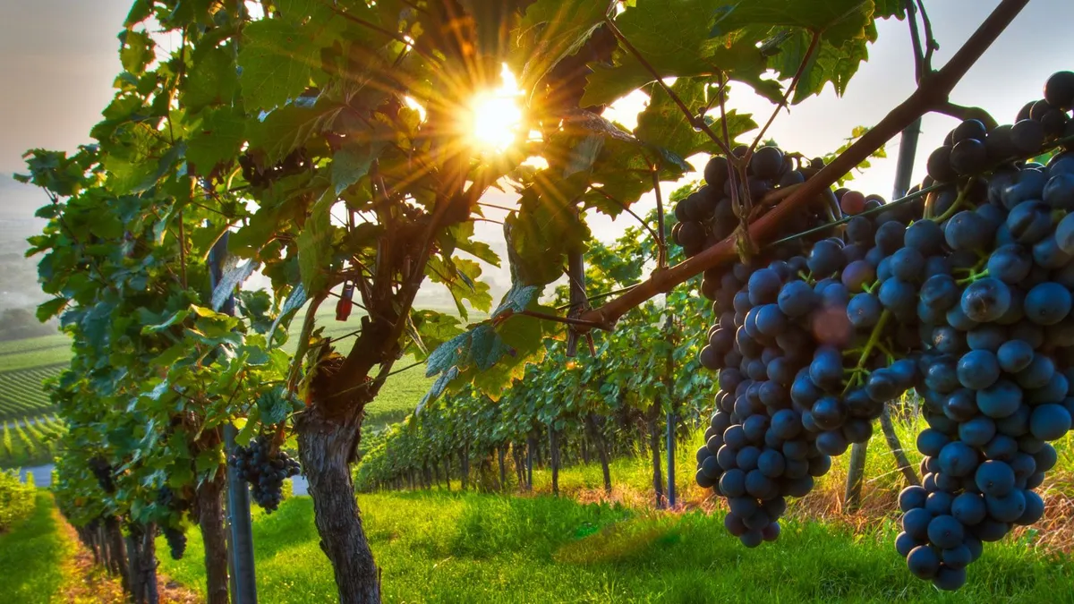 Wine grapes on a vine in a winery