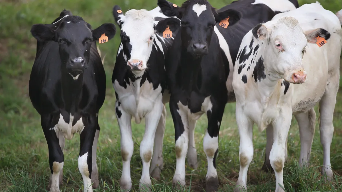 Young dairy calves stand on a pasture