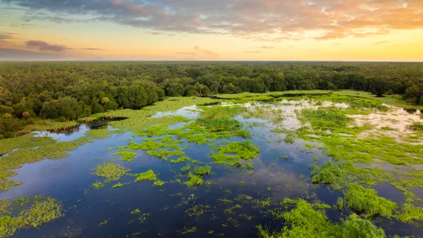 Wetlands with water between green wild vegetation at sunset.