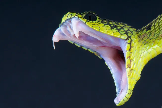 A biotech’s snakebite pill is drawing the US military’s interest