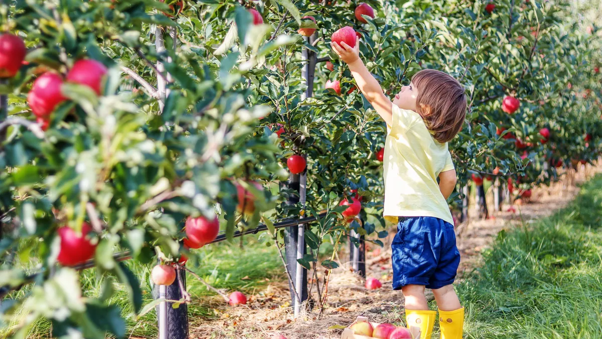 A child picking apples from a tree