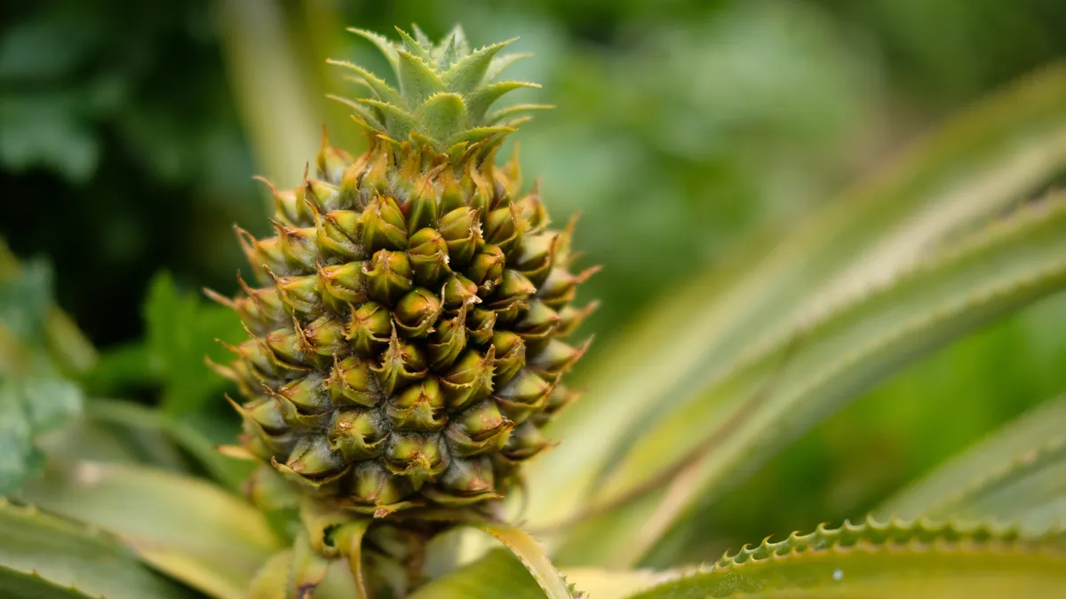 A baby pineapple grows from a plant