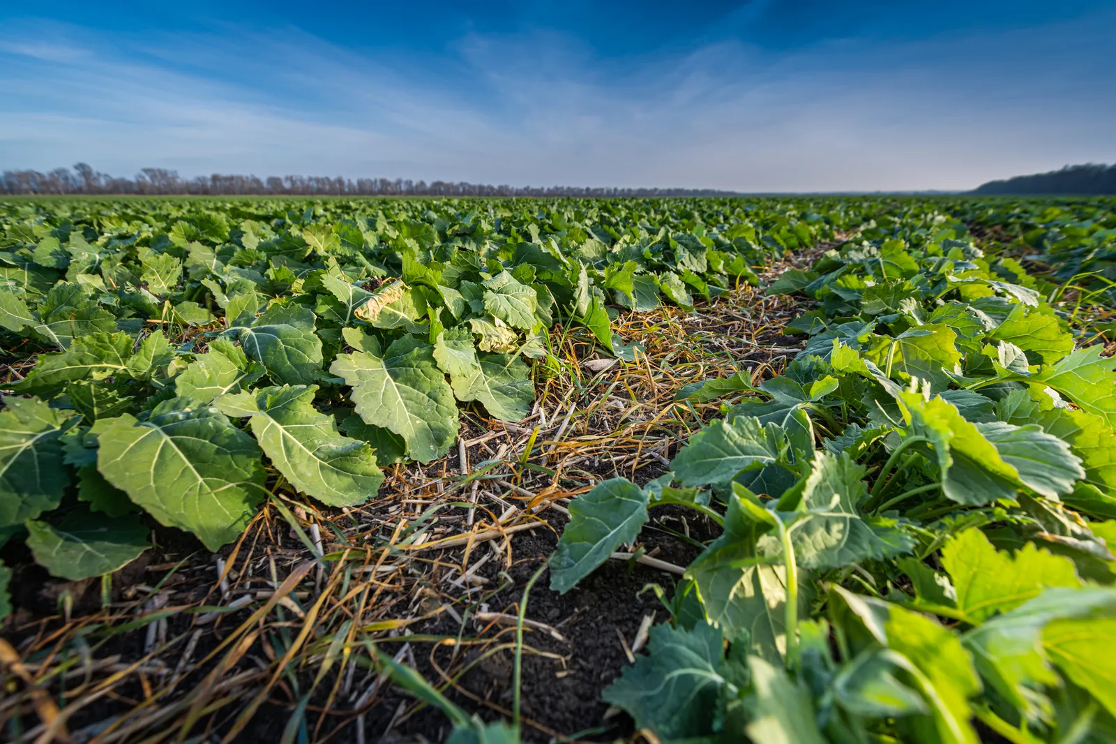 ag crops