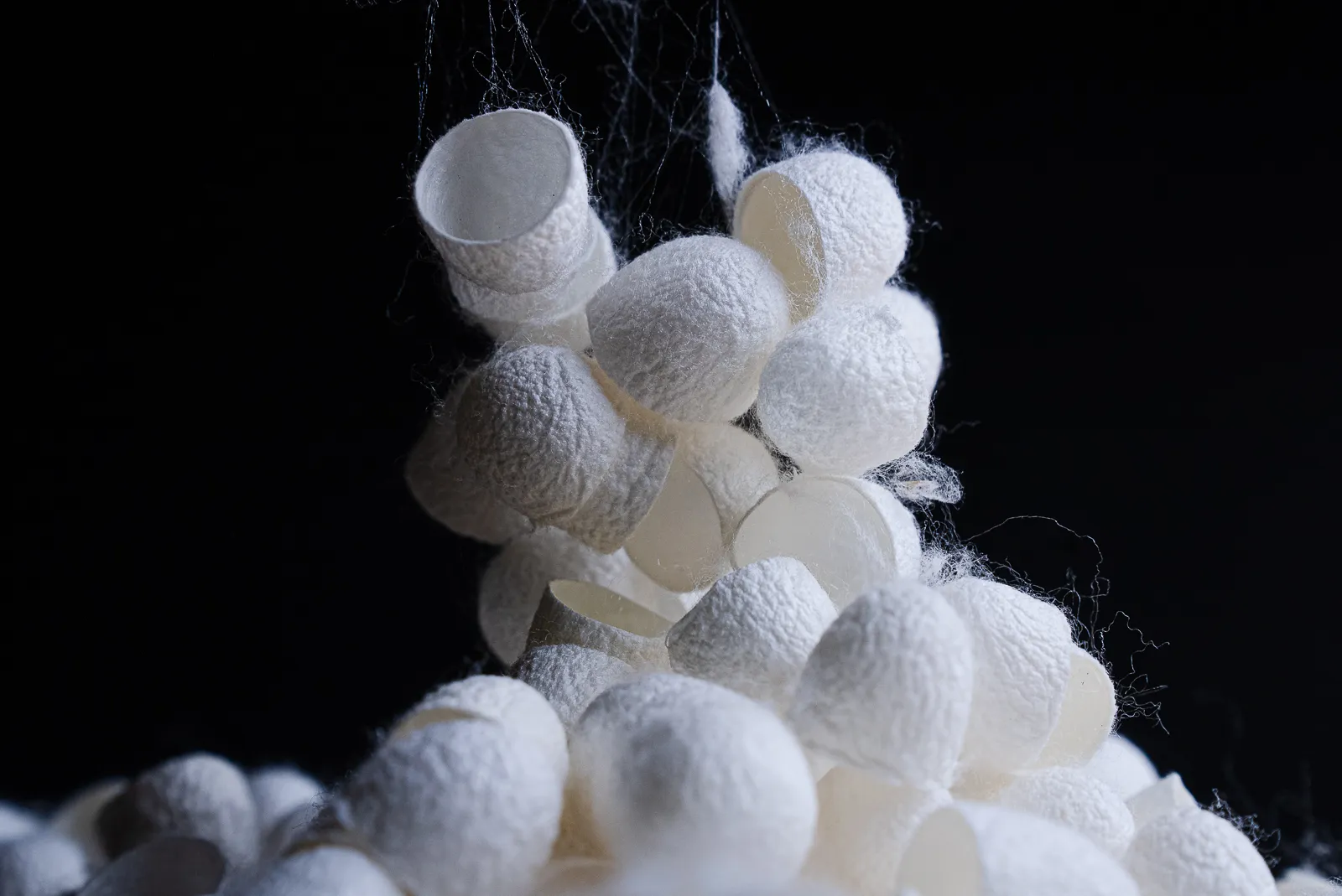 A variety of white, half-sphere shaped silkworm cocoons.