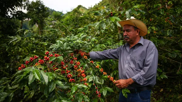 A farmer holds a coffee plant bearing fruit