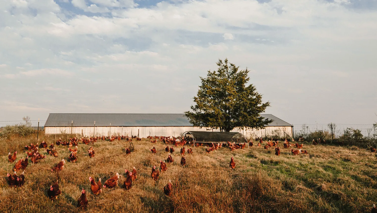 Chickens on a farm