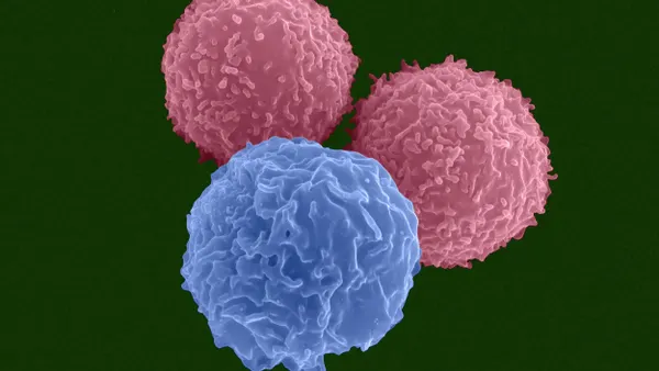 Colored scanning electron micrograph showing T lymphocytes, pre-T cells, and a granulocyte neutrophil.