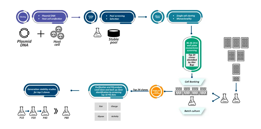 Cell Line Development Workflow