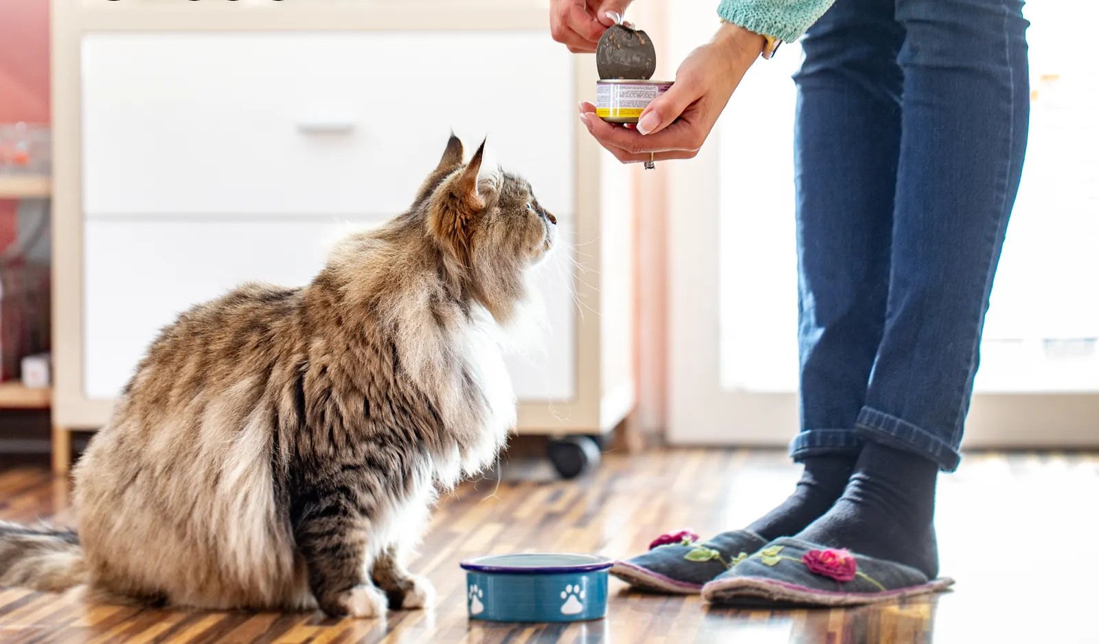 A person opens a can of pet food as a cat watches.