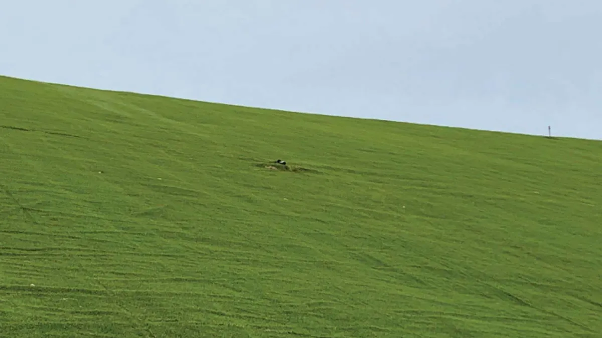 Tear visible in artificial turf covering a landfill