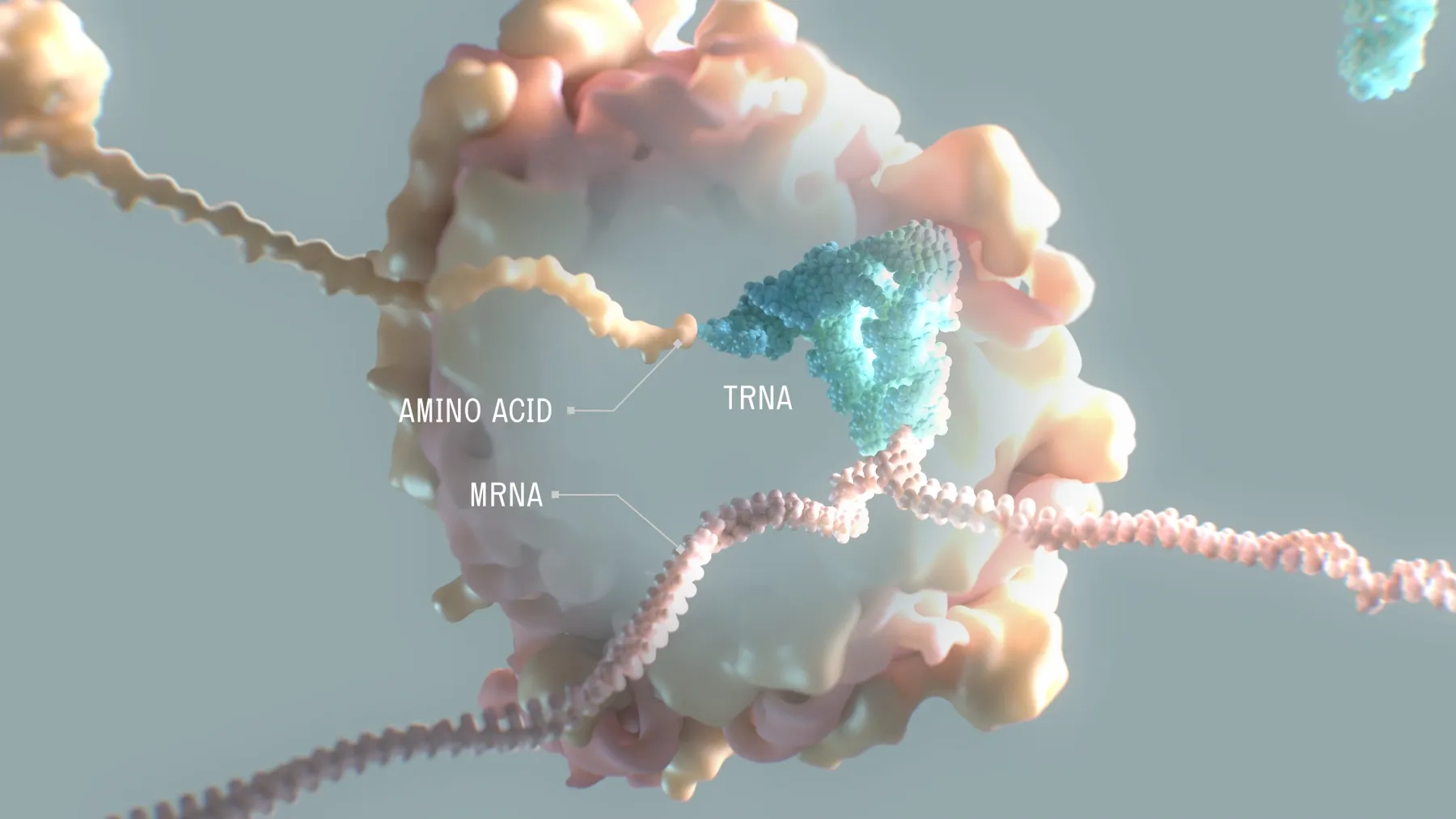 An illustration of transfer RNA from Alltrna.