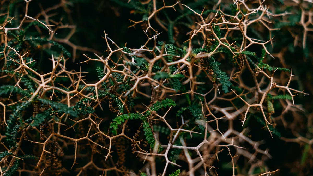 Thorn bush patent thicket