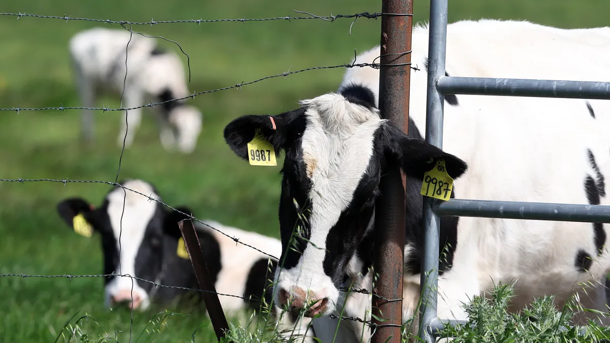 Cows behind a fence graze on grass