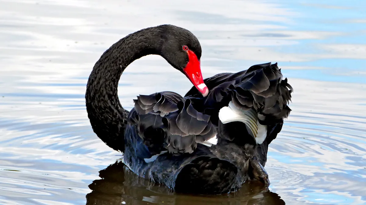 A black swan