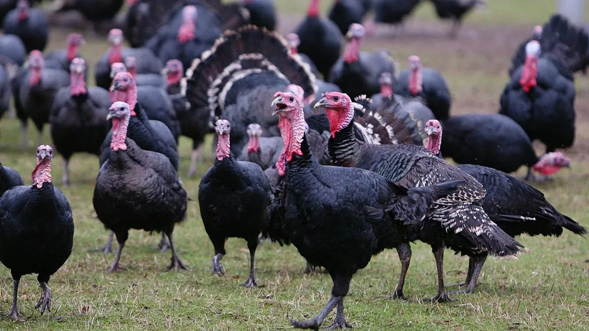 A flock of turkeys roams on grass