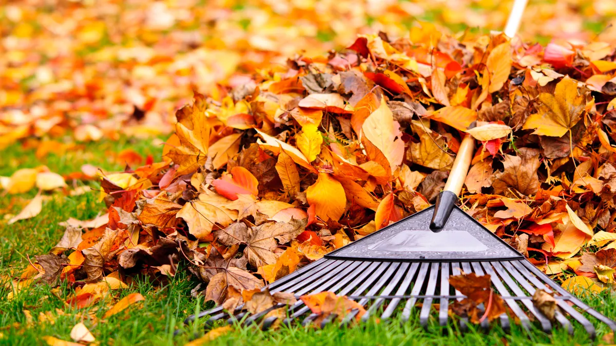 Pile of fall leaves with fan rake on lawn