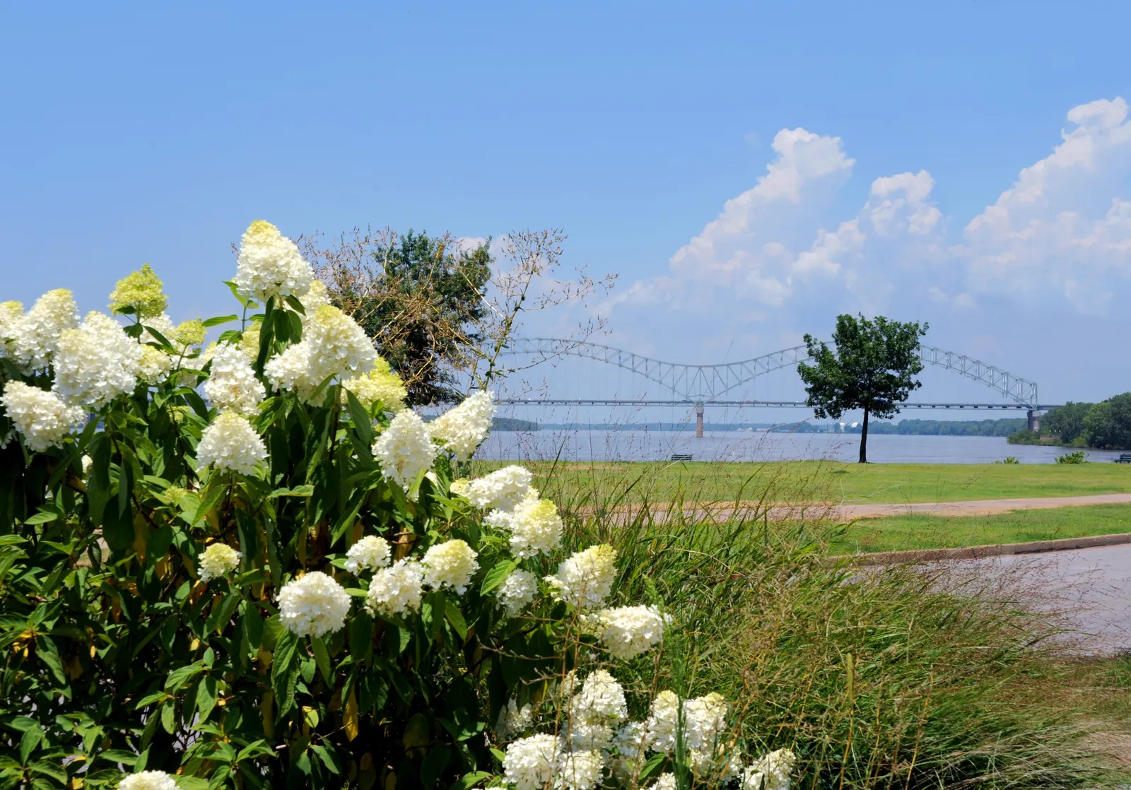 A flowering bush and green grass overlooking water and a bridge.