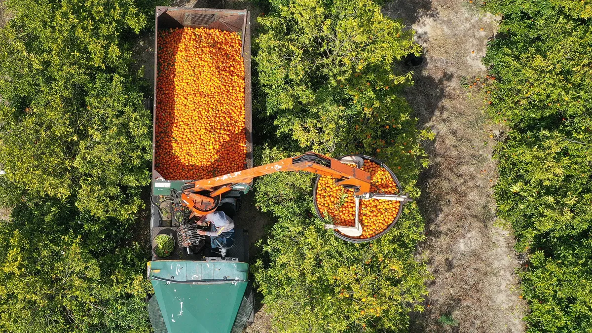 Aerial view of oranges being harvested in Florida