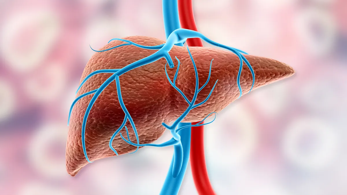An illustration of human liver anatomy against a stylized background.