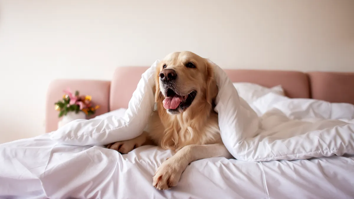 A dog lays under some white sheets on a bed.