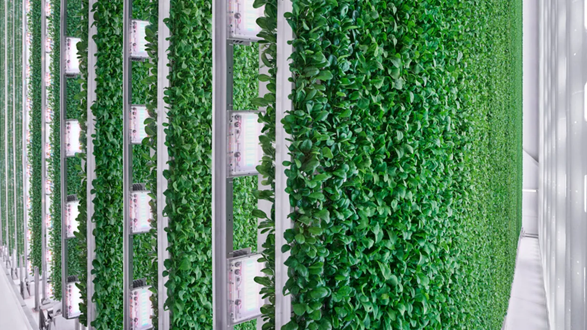 Towers of lettuce are seen in a white room