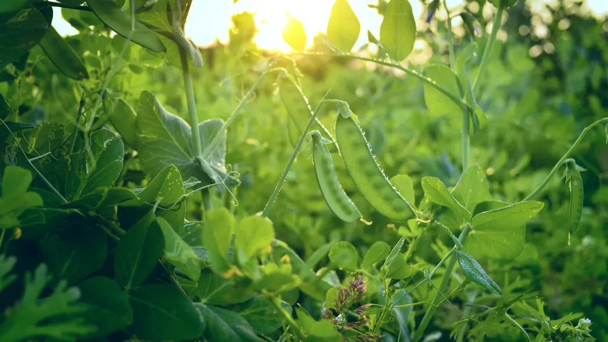 Peas planting in the farm