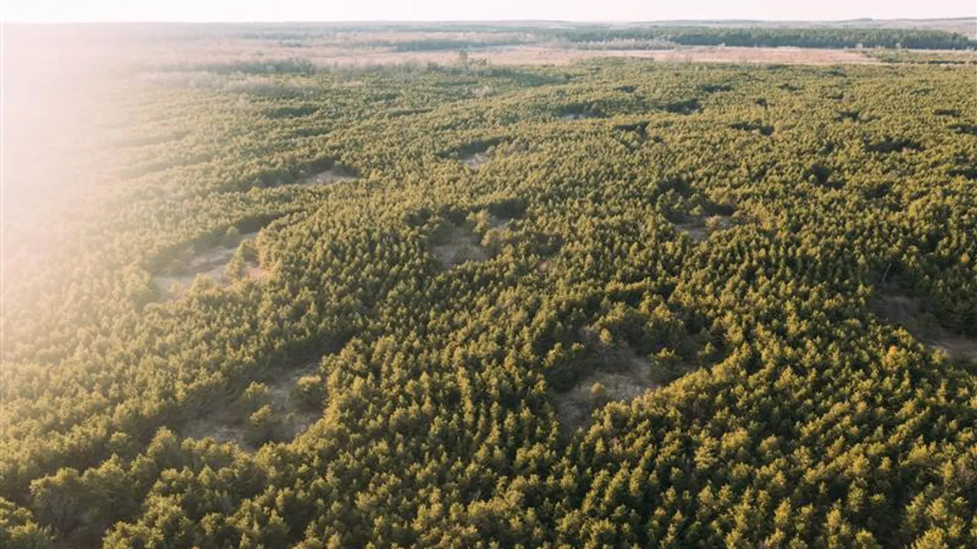 Arial view of forest