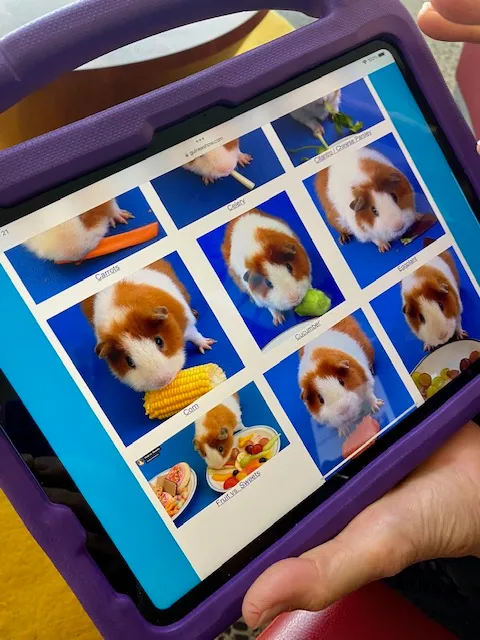 A screen on a tablet shows multiple images of a guinea pig eating a fruit or vegetable.