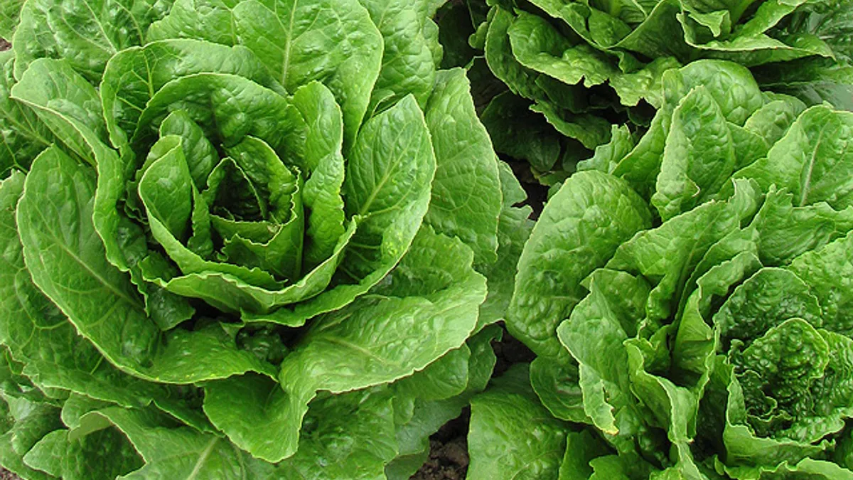 A Romaine lettuce line that is resistant to dieback caused by soilborne viruses.